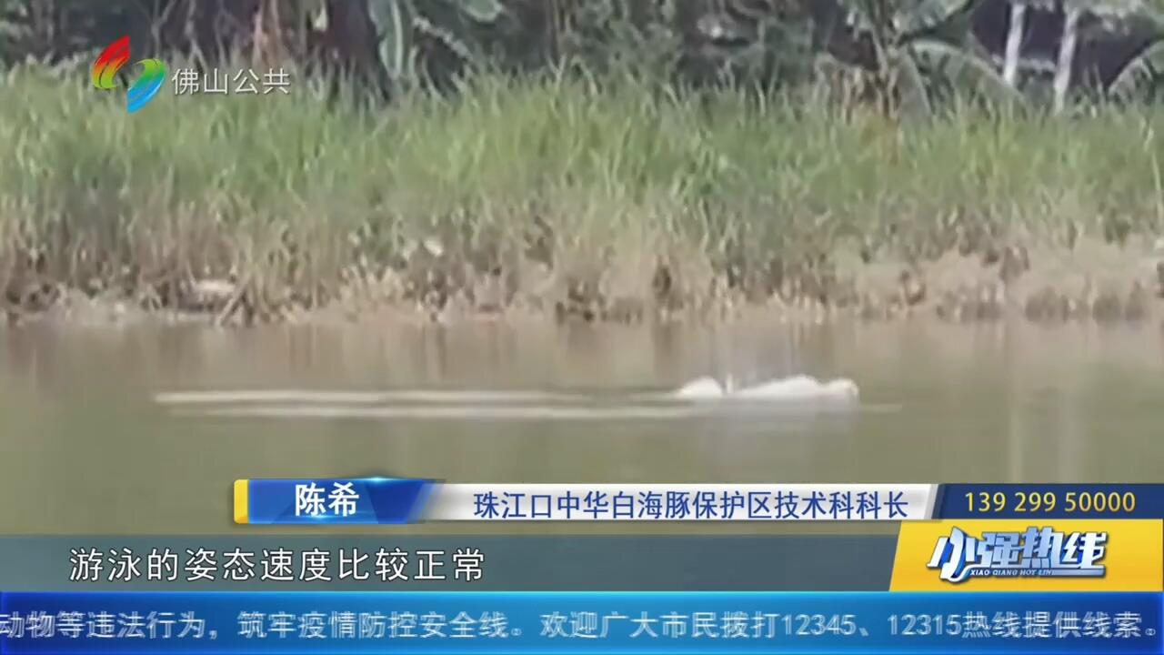 顺德水域出现中华白海豚
