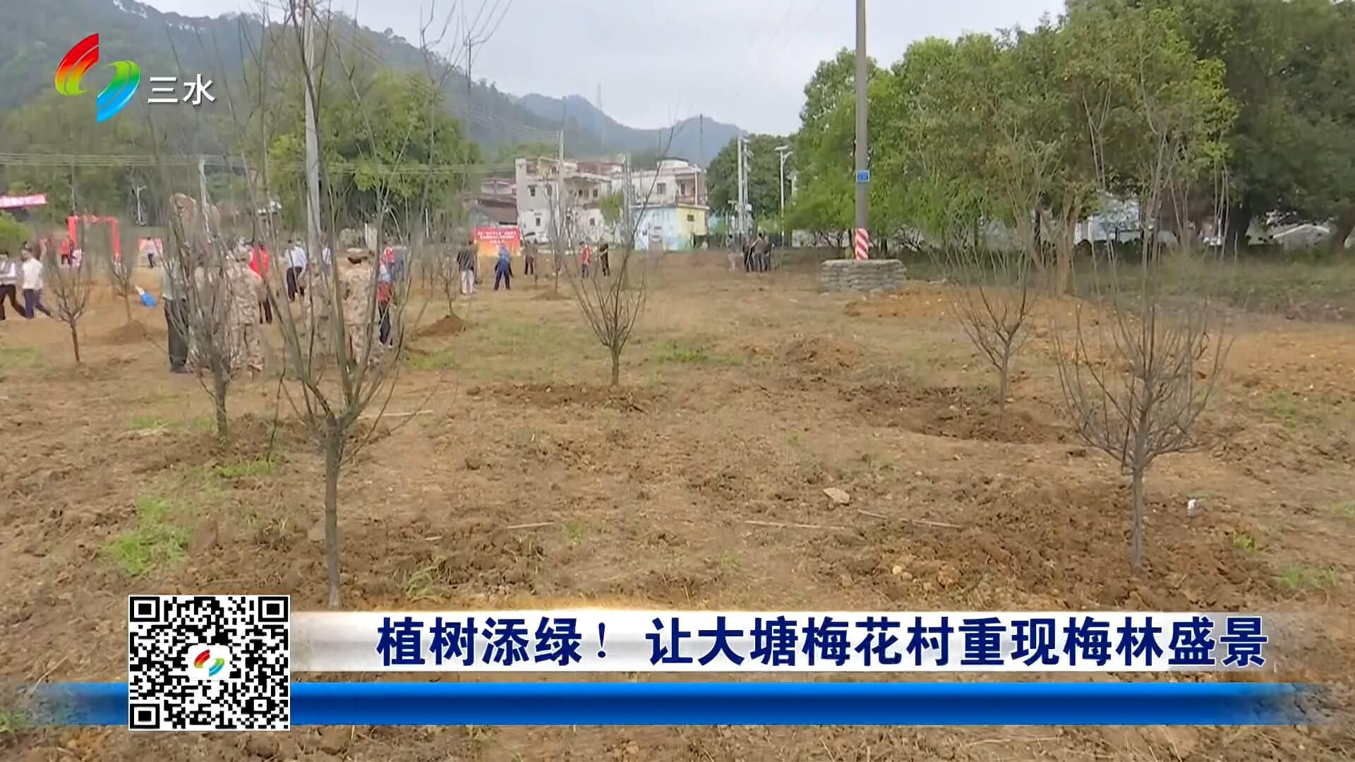 植树添绿！让大塘梅花村重现梅林盛景