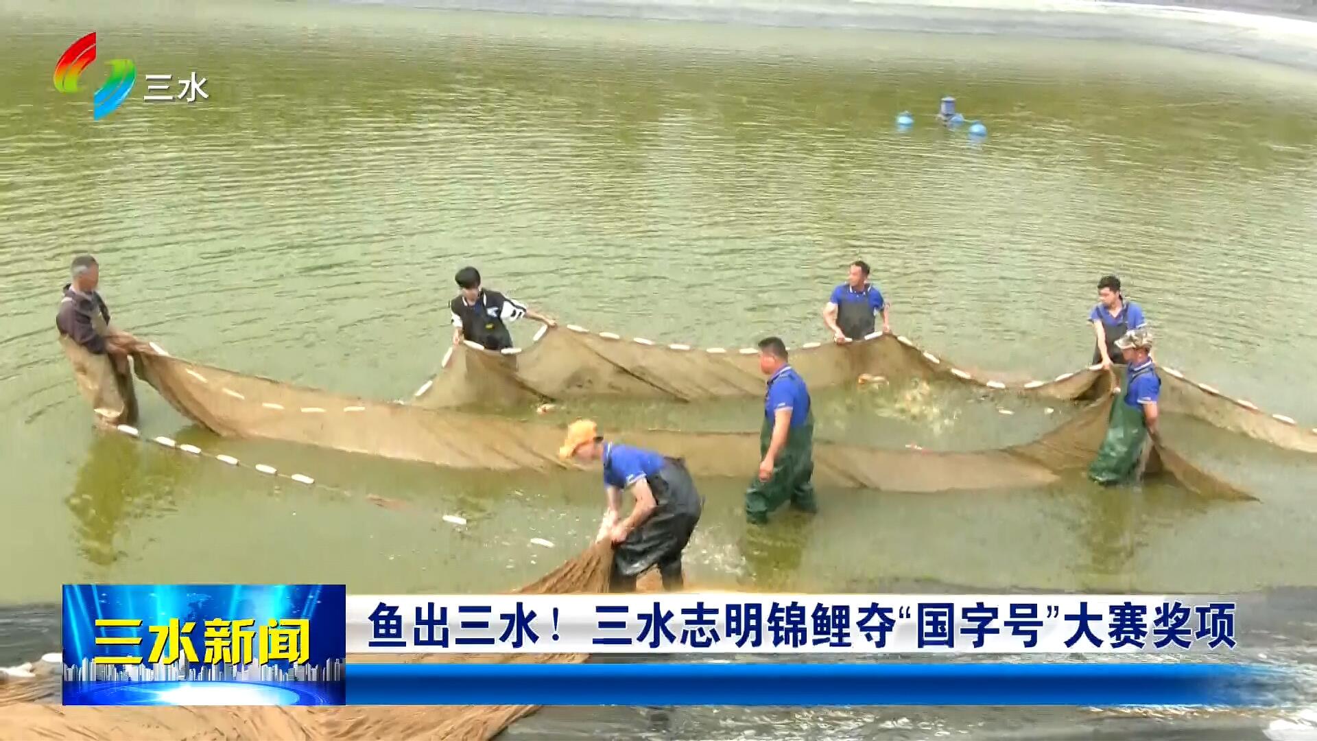 鱼出三水！三水志明锦鲤夺“国字号”大赛奖项