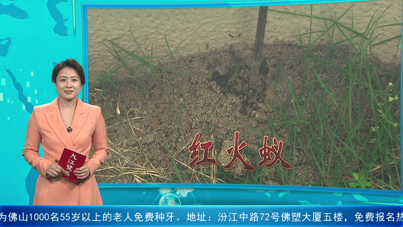 每年都有人因它入院！“致命刺客”又进入活跃期！