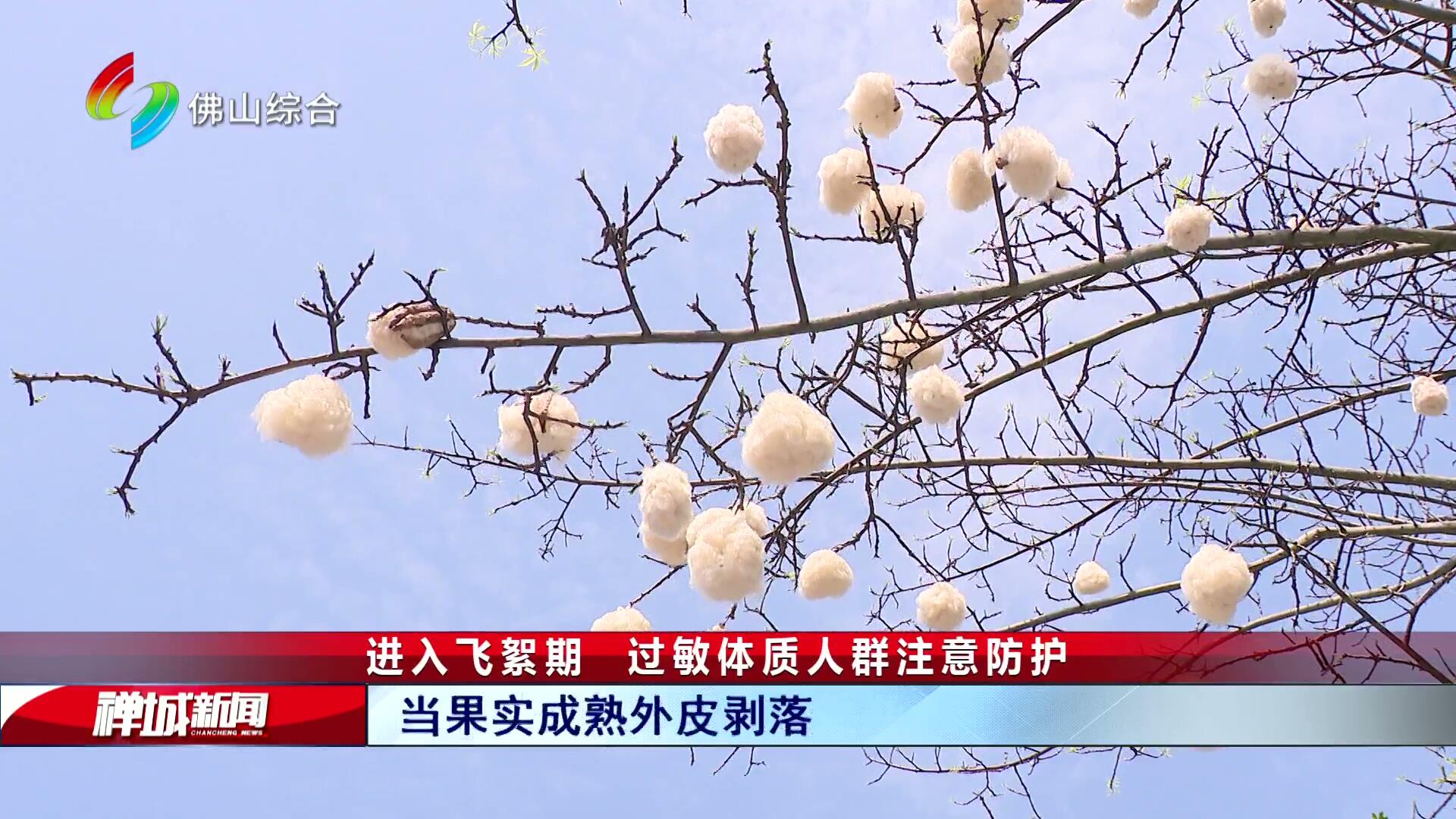 进入飞絮期 过敏体质人群注意防护