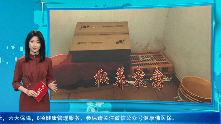 公共楼道内养鸡鹅鸭？还用潲水？邻居：无法忍受！