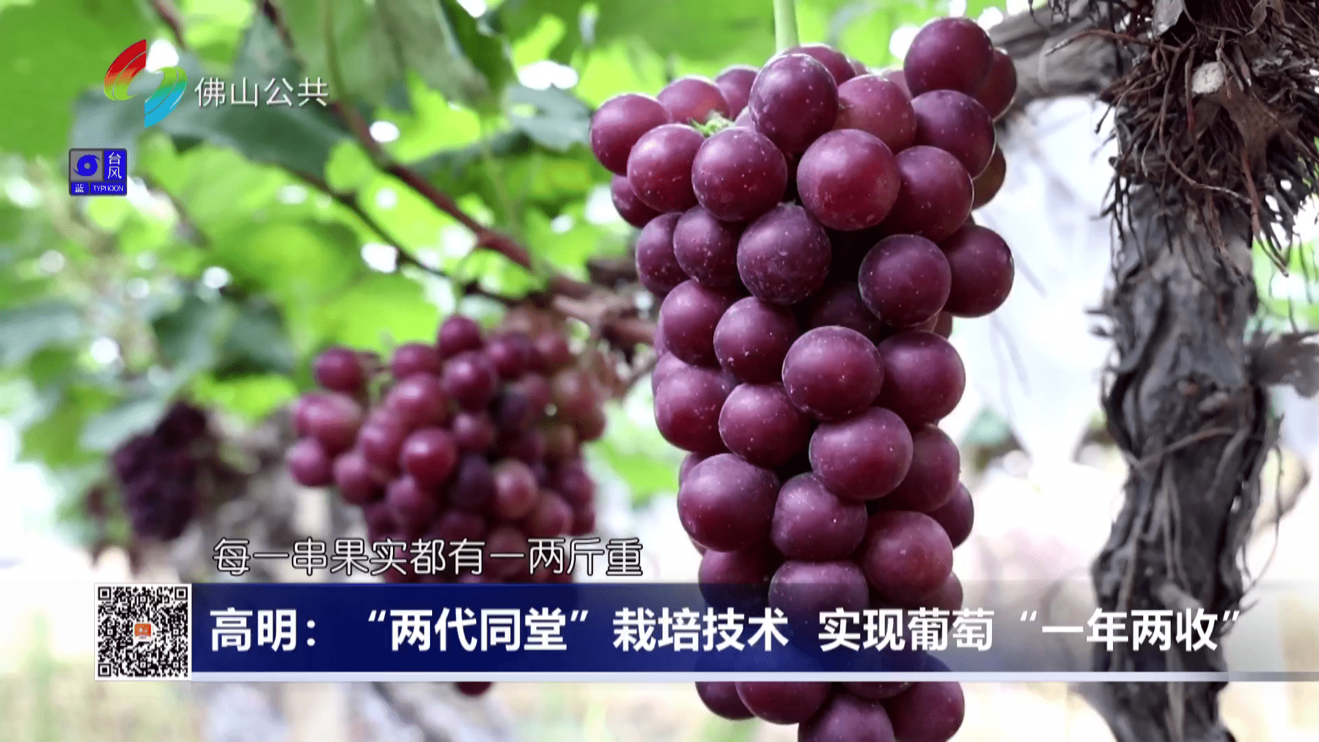 高明：“两代同堂”栽培技术 实现葡萄“一年两收”
