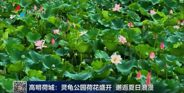 高明荷城：灵龟公园荷花盛开 邂逅夏日浪漫
