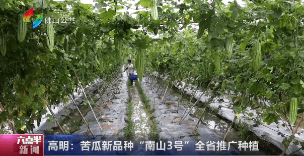 高明：苦瓜新品种“南山3号”全省推广种植