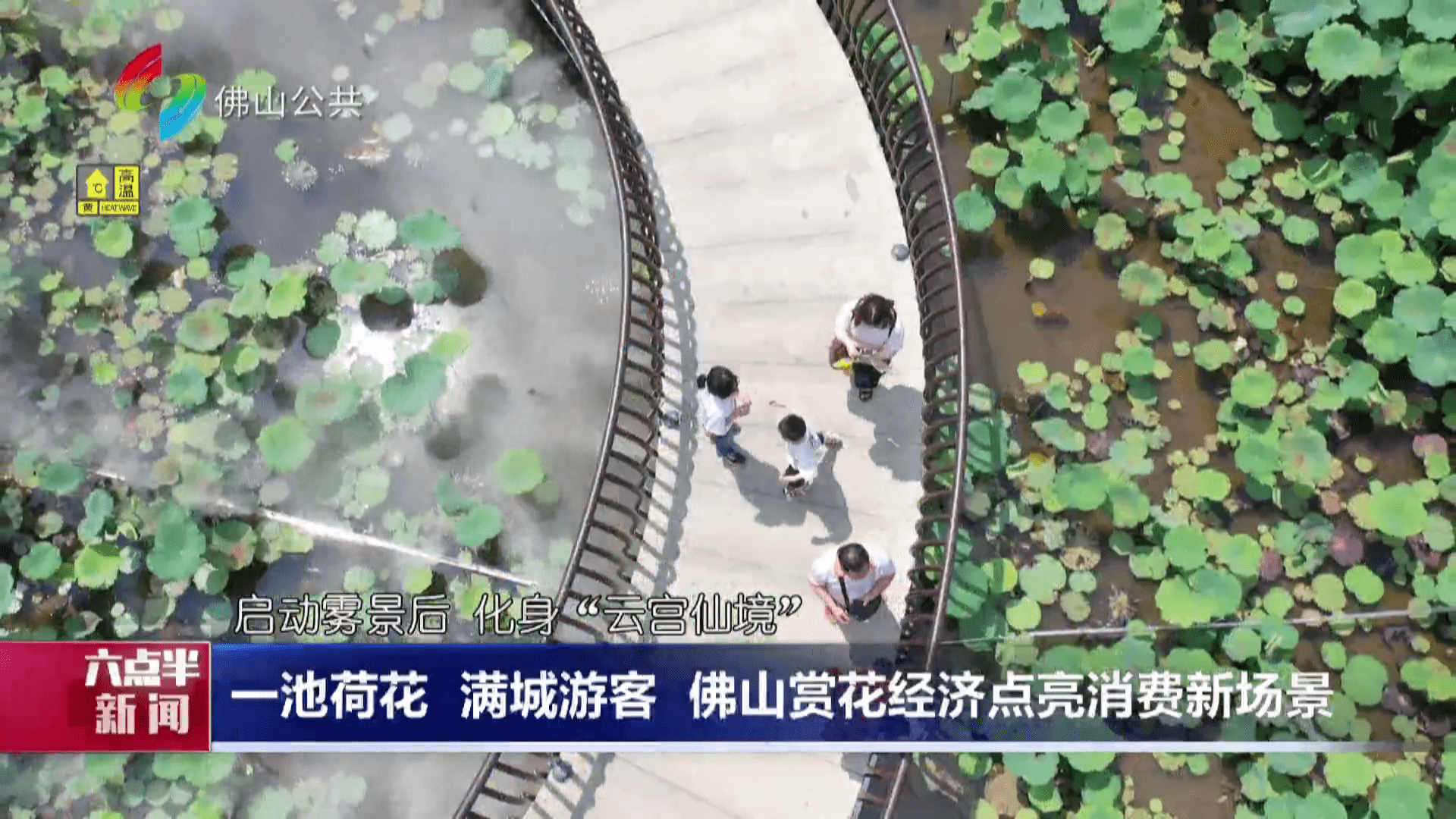 一池荷花 满城游客 佛山赏花经济点亮消费新场景