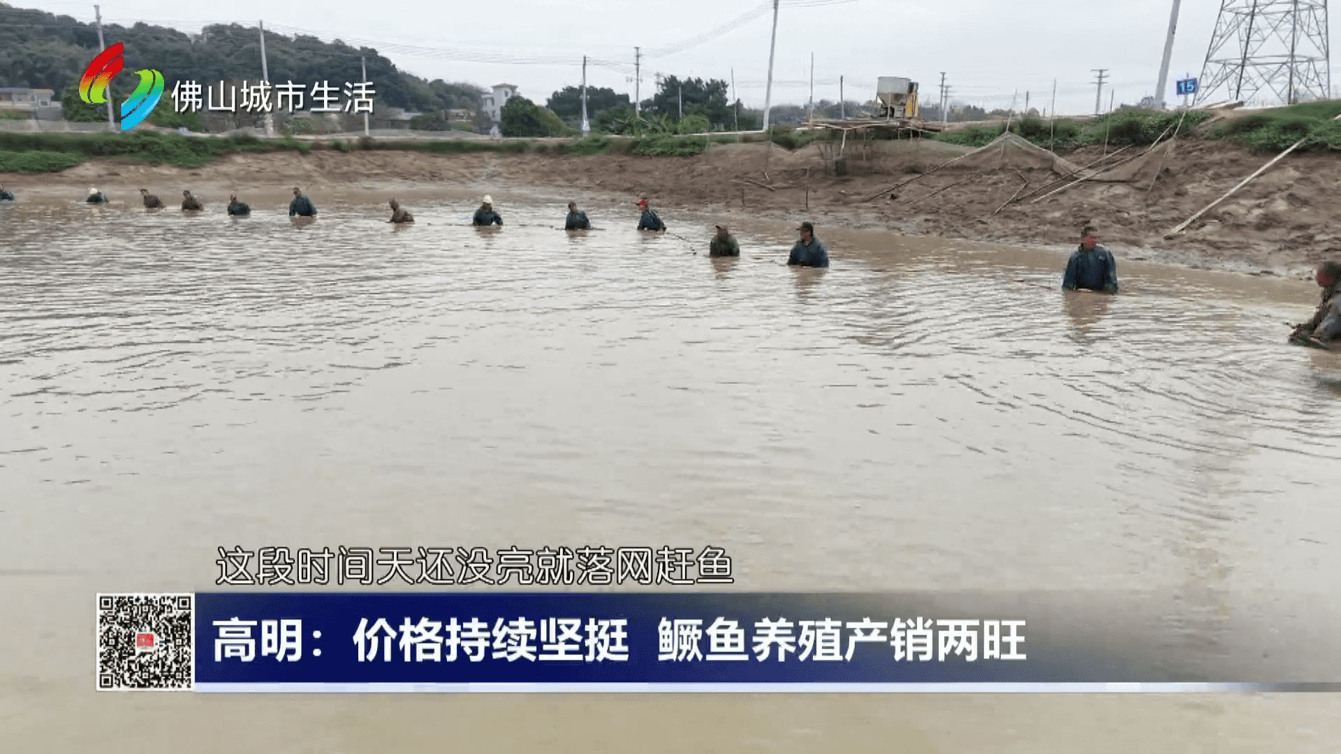 高明：价格持续坚挺 鳜鱼养殖产销两旺