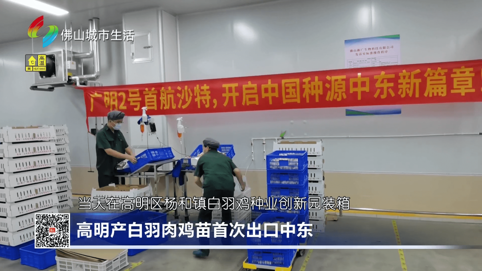 高明产白羽肉鸡苗首次出口中东