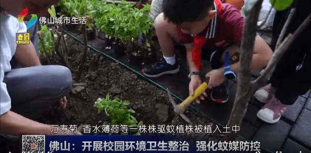 佛山：开展校园环境卫生整治 强化蚊媒防控