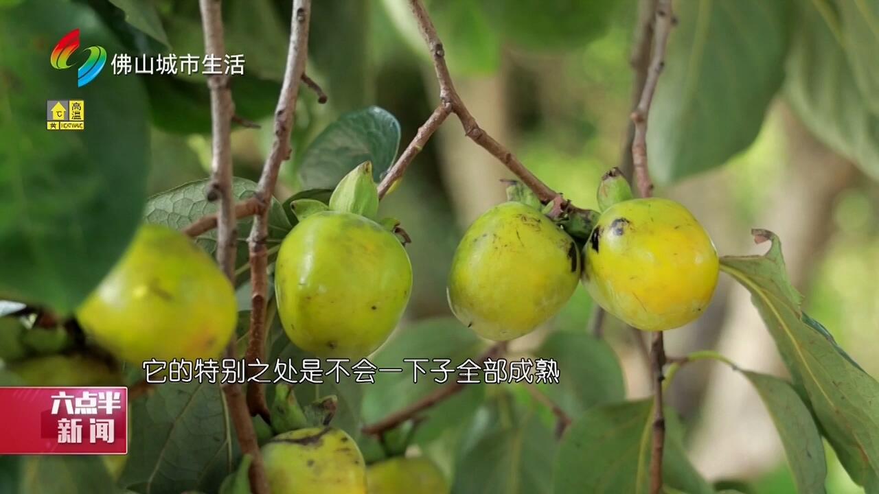 高明：40年“晶柿”老树硕果累累