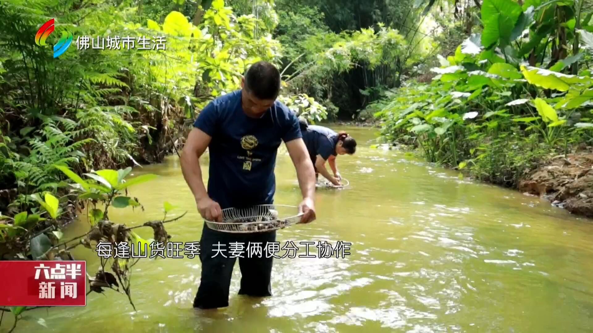 高明：皂幕山下“淘山”夫妇 山水间的勤劳小康路