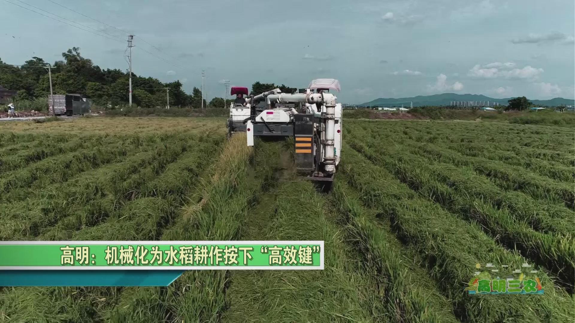 高明：机械化为水稻耕作按下“高效键”