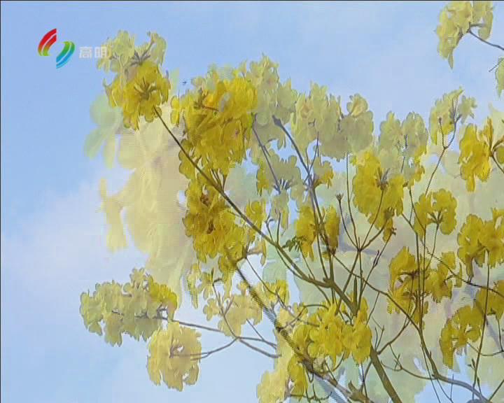 约吗？一起“云赏花”！